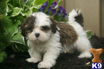 Shih Tzu Puppies for Sale
